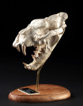 Featured Auction Image