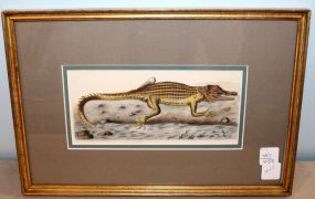 J.D. Nodder Print of Alligator