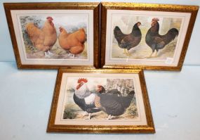 Set of Three Framed Rooster Prints