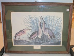 Plate CCX Least Bittern 33"w., 26"h.