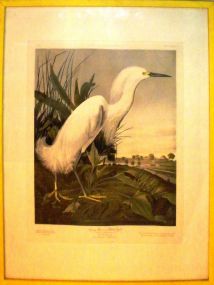 "Snowy Heron or White Egret", Audubon reprint by H