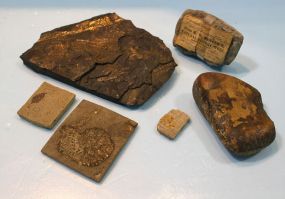 Six Fossilized Rocks