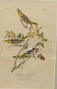 Audubon print Townsend's Ptkogonys