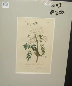 Audubon print White-Eyed Vireo or Greenlet