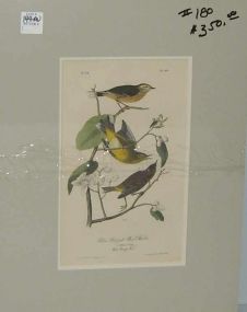 Audubon print Yellow Red-Poll Wood Warbler