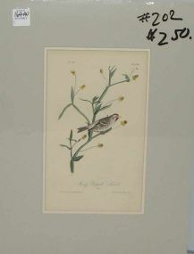 Audubon print Mealy Redpoll Linnet
