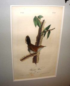 Audubon print Bewick's Wren