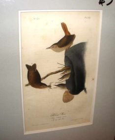 Audubon print House Wren