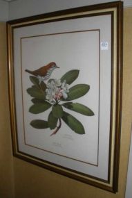 Picture of a Wood Thrush bird