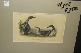 Audubon print Black-Throated Diver
