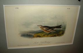 Audubon print Smith's Lark Bunting
