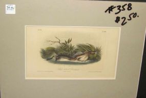 Audubon print Pied-Billed Dabchick