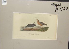 Audubon print Red-Breasted Snipe