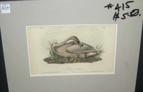 Audubon print Trumpeter Swan