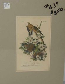 Audubon print Carolina Turtle Dove