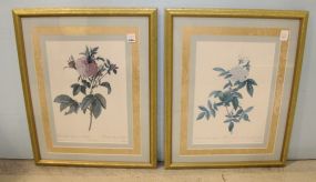 Pair of Floral Prints 