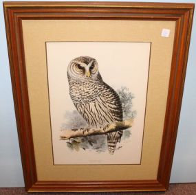 Barred Owl Print