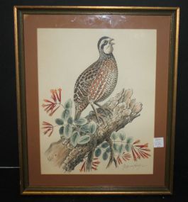 Print or Watercolor of Quail Signed by Texas Artist Wallace Hughes 15"w., 18"h.