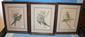 Group of Four Colorful Prints featuring "Parrots in the Wild"