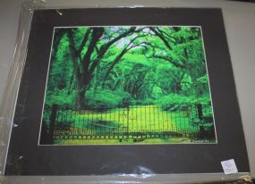 Picture of Oak Trees, signed Vicki M. Tarrey '50