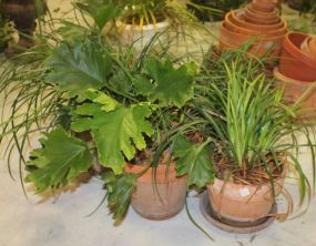 Four Terra Cotta Pots