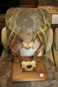 Two Mounted Deer Antlers