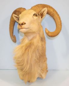 Mounted Ram's Head