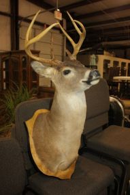 Mounted Deer Head