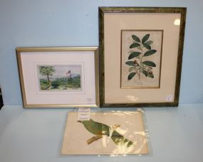 Watercolor by Marian Hobbie (N.C. Artist), Color Print of Parrot along with Botanical Print of Live Oak