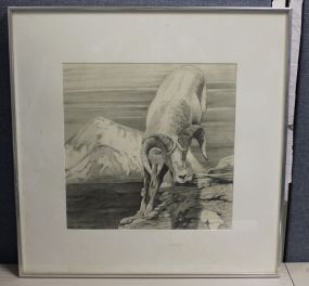 Pen and Ink of Ram, signed John Bob Cornes