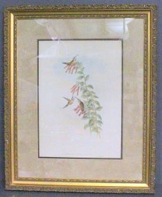 Large Color Print by J. Gould and Richter