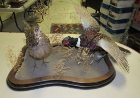 Pheasant and Hen Taxidermy