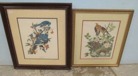 Blue Jay and Carolina Pigeon, Turtle Dove Prints