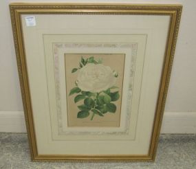 Chromolithgraph "Rose Comtesse de Barbantane"