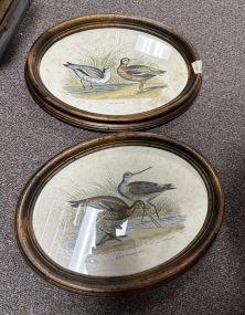 Two Oval Bird Prints