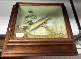 Wood Shadow Framed Pike Fish