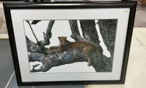 Thomas Mangelsen Limited Edition Photograph Shades of Sapphire