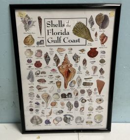 29h 21w Shells of The Florida Gulf Coast Poster