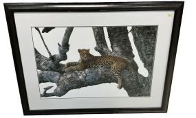 Thomas Mangelsen Limited Edition Photograph Shades of Sapphire