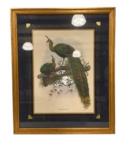 Favo Muticus Framed Print 33"h., 26"w