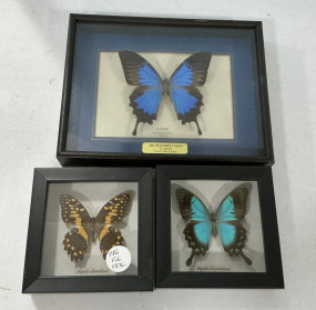 Framed Faux Butter Flys