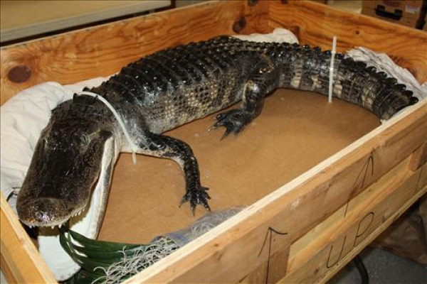 Large Public Auction