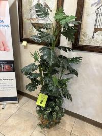 Sale Image for The Bunion Specialist