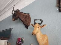 Sale Image for Online African Taxidermy Auction