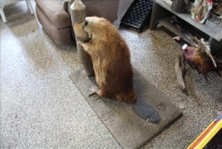 Sale Image for Large Public Auction