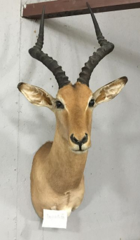 Sale Image for August Online Auction 2020