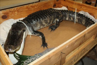 Sale Image for Large Public Auction