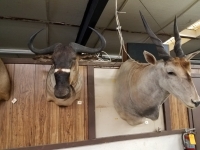 Sale Image for Online African Taxidermy Auction