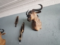 Sale Image for Online African Taxidermy Auction