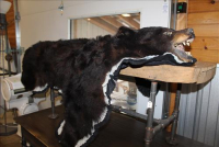 Sale Image for Large Public Auction